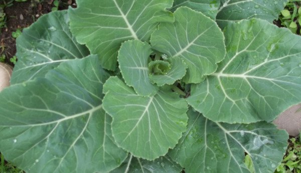 Fall Seeds Georgia Collard Green 300 Seeds Heirloom Non Gmo Fresh Garden
