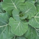 Fall Seeds Georgia Collard Green 300 Seeds Heirloom Non Gmo Fresh Garden