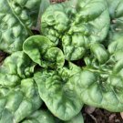 New Fall Seeds 300 Bloomdale Spinach Seeds Heirloom Non Gmo Fresh Garden