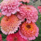 2000 Cupcake Mix Zinnia Seeds Organic Zinnia Elegans Buy In Bulk Sale Fresh Garden