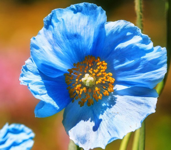 Blue Himalayan Rare Poppy Flower Unique Fall Seeds 50 Seeds Fresh Garden