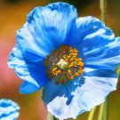 Blue Himalayan Rare Poppy Flower Unique Fall Seeds 50 Seeds Fresh Garden