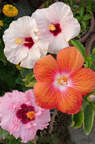 500 Mixed Lot Giant Hibiscus Flower Seeds Buy Bulk Sale Fresh Garden