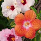 500 Mixed Lot Giant Hibiscus Flower Seeds Buy Bulk Sale Fresh Garden