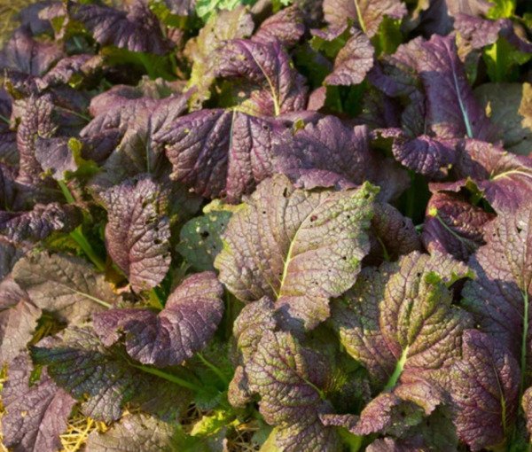 Mustard Giant Red 300 Seeds Fall Vegetable Seeds Fresh Garden