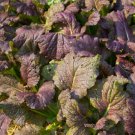 Mustard Giant Red 300 Seeds Fall Vegetable Seeds Fresh Garden