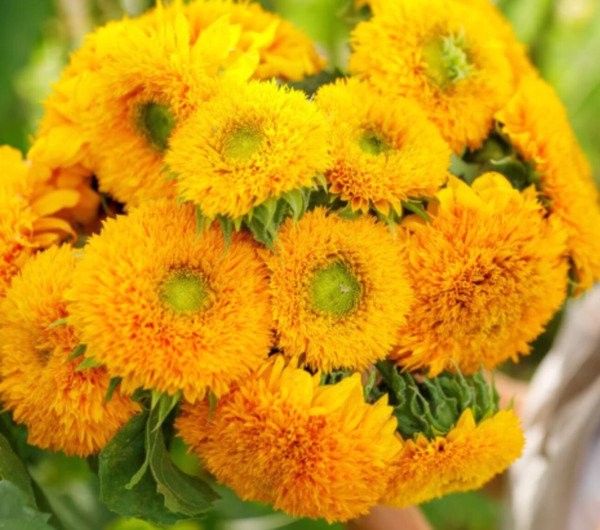 Rare Sunflower Seeds (Dwarf) Sungold Teddy Bear Sunflower Fresh Garden