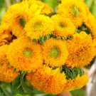 Rare Sunflower Seeds (Dwarf) Sungold Teddy Bear Sunflower Fresh Garden