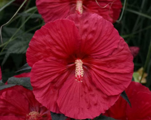50 Luna Red Hardy Hibiscus Seeds Fresh Garden