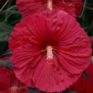 50 Luna Red Hardy Hibiscus Seeds Fresh Garden