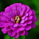 Purple Prince Zinnia Flower Seeds Fresh Garden