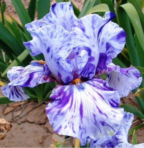Bearded Iris Flower Purple White Plants 25 Seeds Fresh Garden