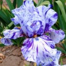 Bearded Iris Flower Purple White Plants 25 Seeds Fresh Garden