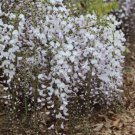 15 Kimono Wisteria Seeds Vine Climbing Flower Perennial Seeds Fresh Garden