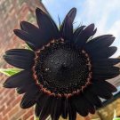Gorgeous Black Beauty Sunflower Seeds 25 Seeds Fresh Garden
