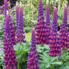 Lupine Seeds Flower Perennial Hardy Flowers Pure 50 + Seed Fresh Garden