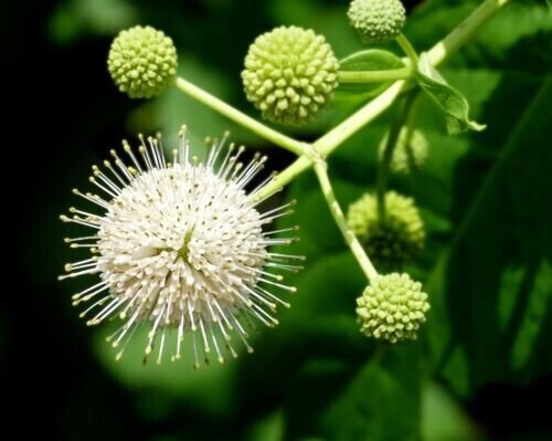 Cephalanthus Occidentalis 100 + Pure Seeds (Buttonbush) Non Gmo Fresh Garden