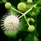 Cephalanthus Occidentalis 100 + Pure Seeds (Buttonbush) Non Gmo Fresh Garden