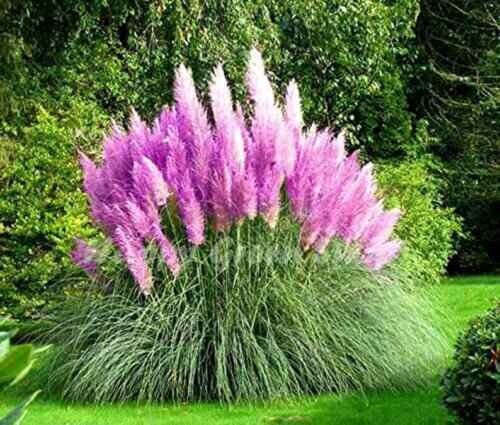 Purple Pampas Grass 300+ Pure Seeds Flower Plants Fresh Garden