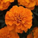 Orange Marigold French Seeds Organic 1000 Pure Seeds Fresh Garden