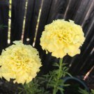 Marigold Light Yellow Tall Flower 200+ Seeds Fresh Garden