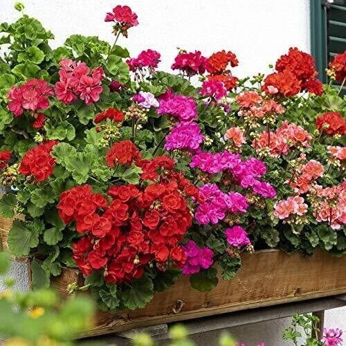 Geranium Flower 100+ Pure Seed Mixed Seeds Fresh Garden