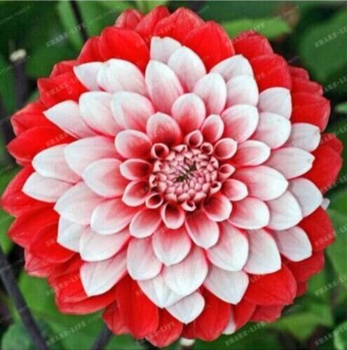 Red White Tip Sweetheart Dahlia Rare Flower Exotic Plant 10 Seeds Fresh Garden