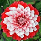 Red White Tip Sweetheart Dahlia Rare Flower Exotic Plant 10 Seeds Fresh Garden