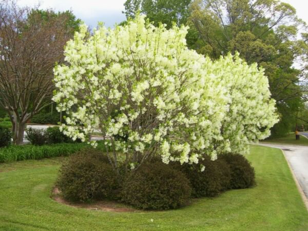 Lonicera Fragrantissima Honeysuckle Fragrant Shrub 30 Seeds Fresh Garden