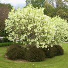 Lonicera Fragrantissima Honeysuckle Fragrant Shrub 30 Seeds Fresh Garden