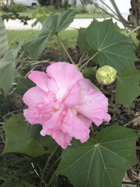 Double Pink Confederate Rose Hibiscus Mutabilis 100 + Seeds Fresh Garden
