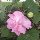 Double Pink Confederate Rose Hibiscus Mutabilis 100 + Seeds Fresh Garden