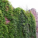 Virginia Creeper 100 Pure Seeds Parthenocissus Quinquefolia Boston Ivy Fresh Garden