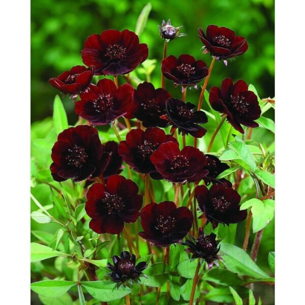 Rare Chocolate Cosmos 100 Pure Seeds Cosmos Bipinnatus Calliopsis Fresh Garden