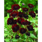 Rare Chocolate Cosmos 100 Pure Seeds Cosmos Bipinnatus Calliopsis Fresh Garden
