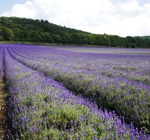 Flower Purple Lavender 100 + Pure Seeds Lavandula Fresh Garden