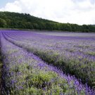 Flower Purple Lavender 100 + Pure Seeds Lavandula Fresh Garden