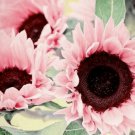 Pink Sunflower Seeds Turnsole Helianthus 20 + Seed Flowers Fresh Garden