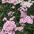 Achillea Sibirica Love Parade (Yarrow) 100 + Pure Flower Seeds Fresh Garden