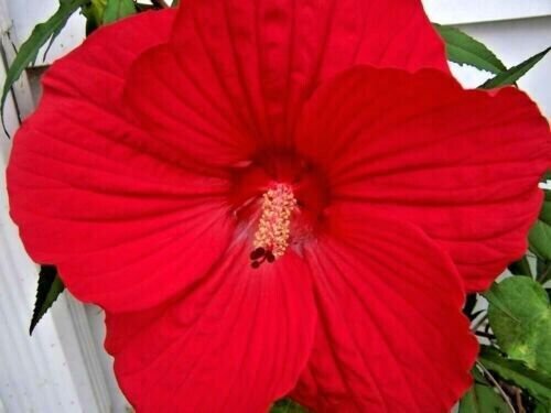 Luna Red Swamp Mallow 50 + Pure Seeds Hibiscus Moscheutos 'Luna Red' Fresh Garden