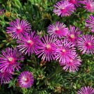 Delosperma Purple Ice Plant Flower 50 + Pure Seeds Perennial Fresh Garden