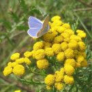 Tansy 1000 + Pure Seeds Tanacetum Vulgare Perennial Flower Fresh Garden