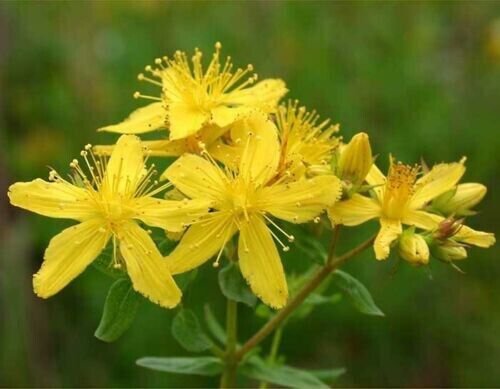 St. John'S Wort Plant Medicinal Herbs Perennial Organic 3000 + Pure Seed Fresh Garden
