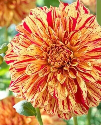 Red Yellow Tiger Dahlia Rare Flower Exotic Plant 50 Pure Seed Fresh Garden