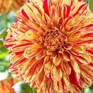 Red Yellow Tiger Dahlia Rare Flower Exotic Plant 50 Pure Seed Fresh Garden
