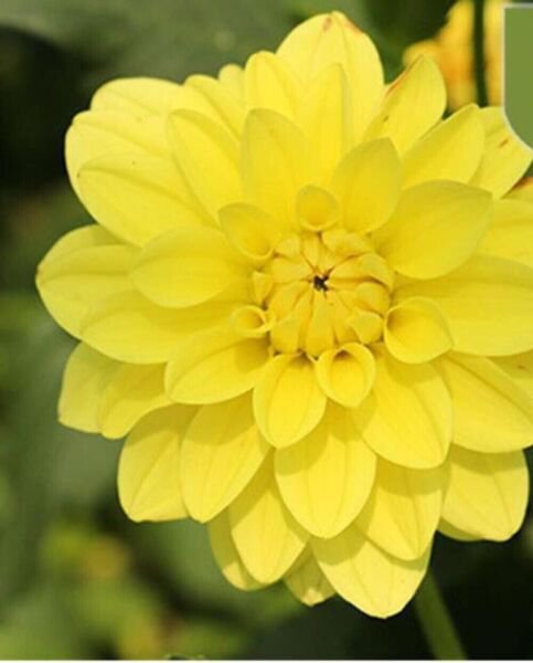 Yellow Sun Dahlia Rare Flower Exotic Plant 50 + Pure Seeds Fresh Garden