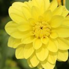 Yellow Sun Dahlia Rare Flower Exotic Plant 50 + Pure Seeds Fresh Garden