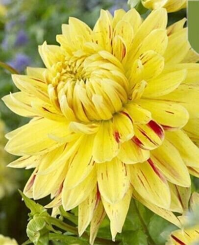 Yellow Cambridge Dahlia Rare Flower Exotic Plant 50 + Seeds Fresh Garden