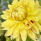Yellow Cambridge Dahlia Rare Flower Exotic Plant 50 + Seeds Fresh Garden