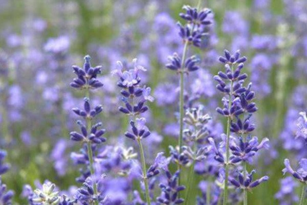 New Munstead Lavender Non Gmo Heirloom 100 Seeds Great For Baking Fresh Garden